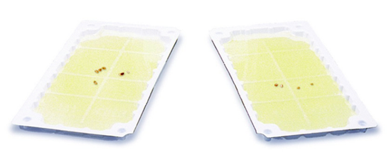 Picture of Stick-Em Prebaited Rat & Mouse Size Glue Trap - 10-in. x 6-in. (48 count)
