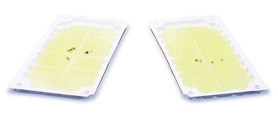Picture of Stick-Em Prebaited Rat & Mouse Size Glue Trap - 10-in. x 5-in. (48 count)