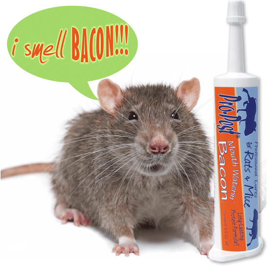 Picture of Pro-Pest Rat & Mouse Lure Bacon (32cc syringe)